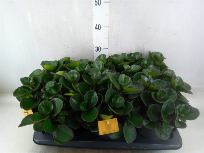 <h4>Peperomia obt. 'Burning Bush'</h4>