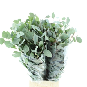 EUC POLYANTHEMO P BS