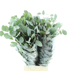 EUC POLYANTHEMO P BS