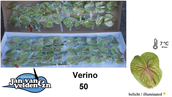 <h4>Anthurium Verino</h4>