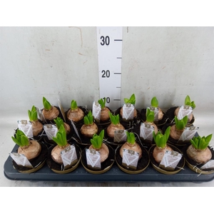 Hyacinthus orie. 'Pearl White'