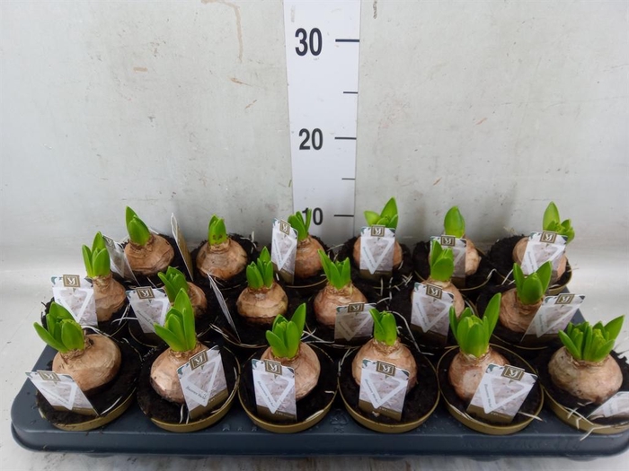 <h4>Hyacinthus orie. 'Pearl White'</h4>