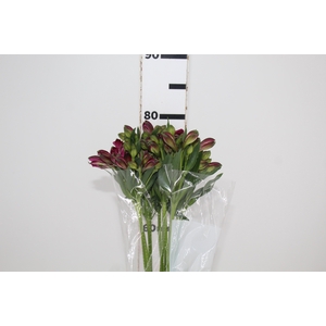ALSTROEMERIA NAPOLI 080 CM