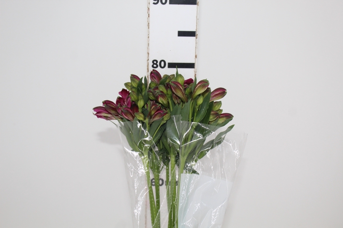 <h4>ALSTROEMERIA NAPOLI 080 CM</h4>