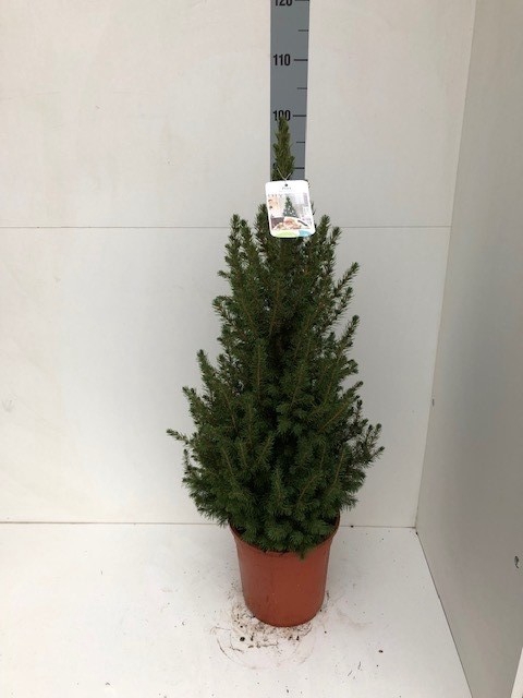 <h4>PICEA GL CONICA</h4>