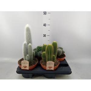 Cactus   ...mix