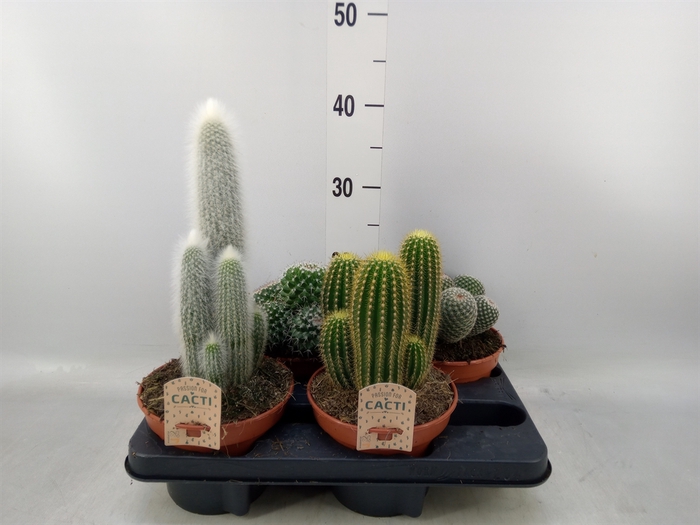 <h4>Cactus   ...mix</h4>