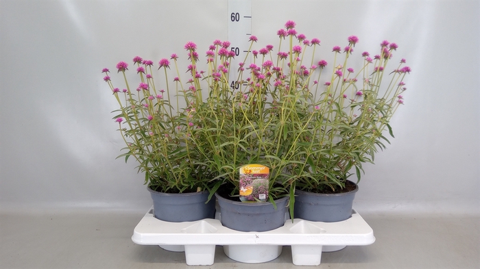 <h4>Vaste pltn   ...       [Perennials]</h4>