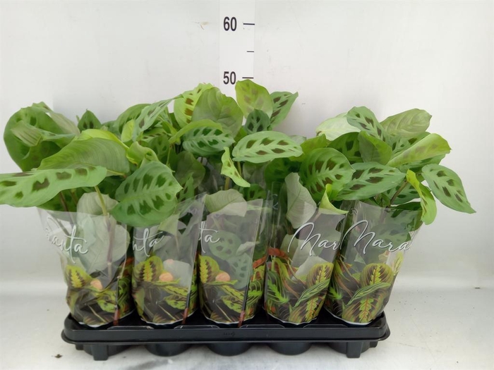 <h4>Maranta leuc. 'Kerchoveana'</h4>