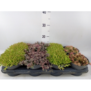 Rotsplanten   ...      [Rock plant]
