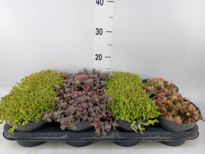 <h4>Rotsplanten   ...      [Rock plant]</h4>