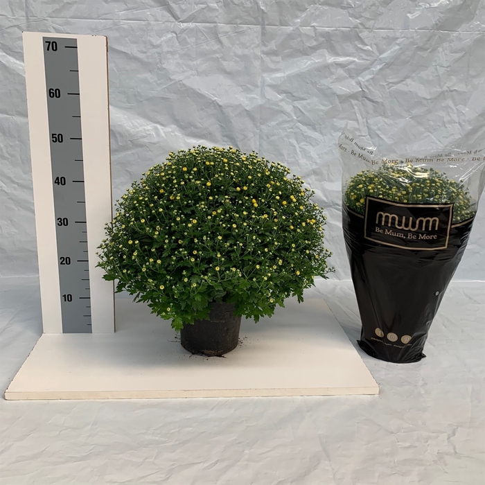 <h4>Chrysanthemum   ..</h4>