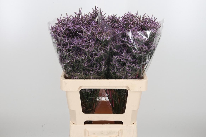 <h4>Lim Saf Lilac</h4>