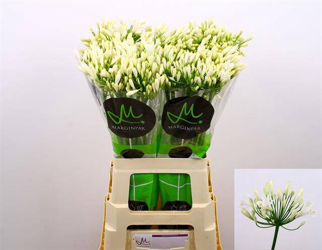 <h4>Agapanthus gletsjer</h4>