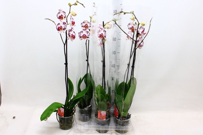 <h4>Phalaenopsis 1 tak</h4>