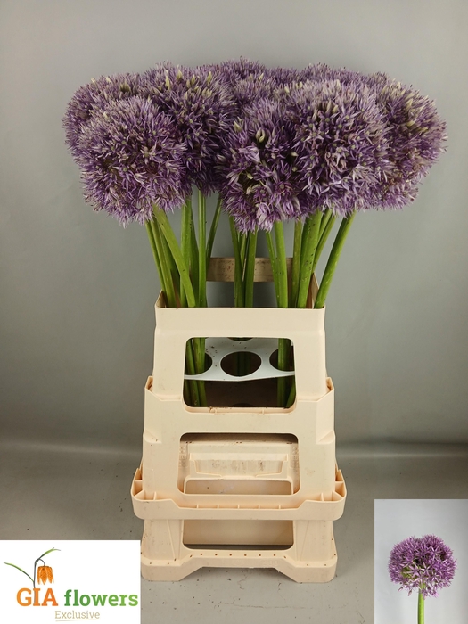 <h4>Allium Pinball Wizar</h4>