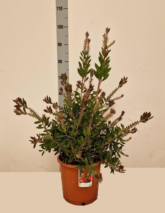 <h4>CALLIS CI SPLENDENS</h4>