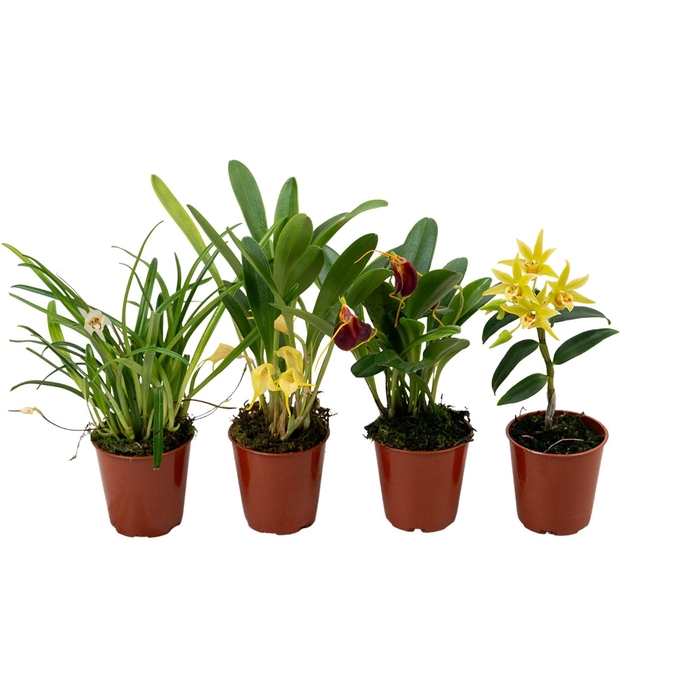 <h4>Overige orchidee mix 6 cm</h4>