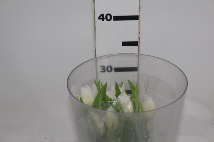 <h4>TULIPA BRANCO</h4>