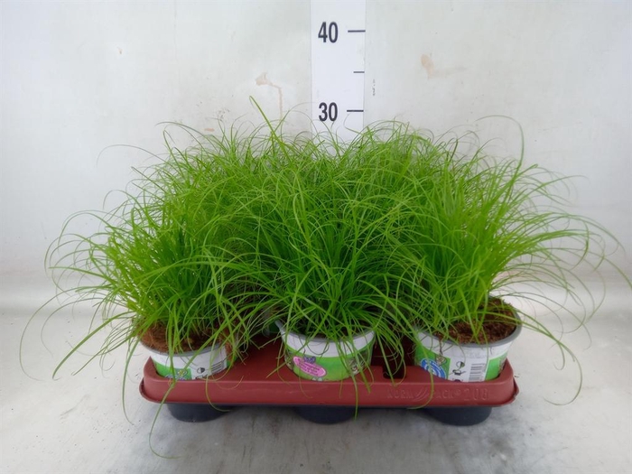 <h4>Cyperus alternifolius 'Zumula'</h4>