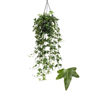 Hedera helix 'Jacobine'