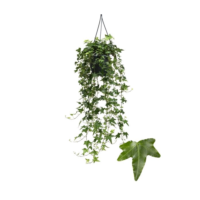 <h4>Jacobine 19cm</h4>