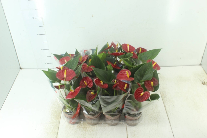 <h4>ANTHURIUM RED SUCCESS P09</h4>