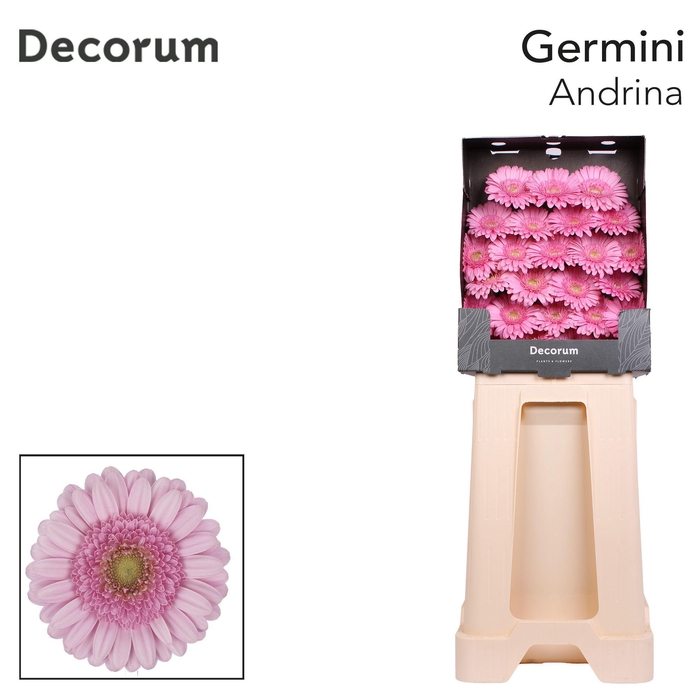<h4>Germini Andrina Diamond</h4>