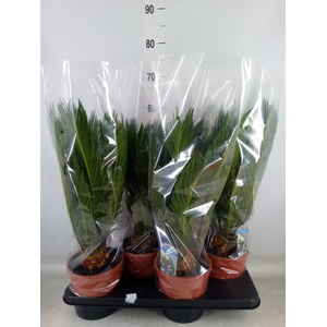 Cycas revoluta