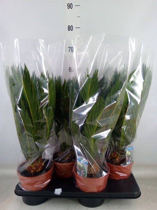 <h4>Cycas revoluta</h4>