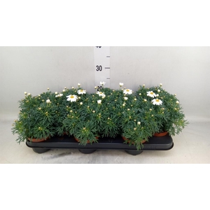 Argyranthemum  'La Rita White'