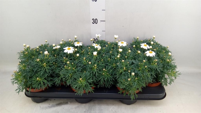 <h4>Argyranthemum  'La Rita White'</h4>