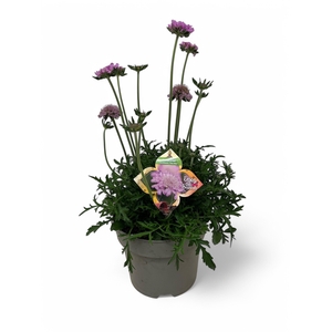Scabiosa columbaria 'Pink Mist'