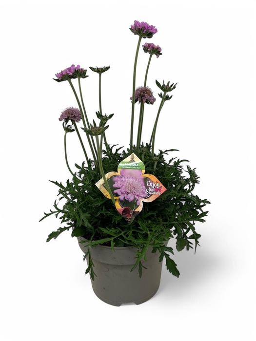<h4>Scabiosa columbaria 'Pink Mist'</h4>