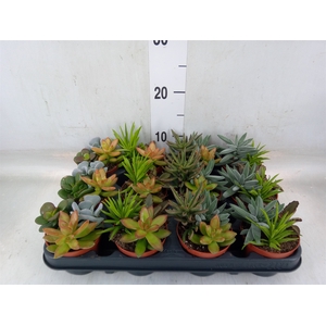 Succulents   ...