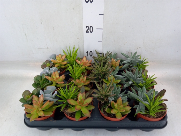 <h4>Succulents   ...</h4>