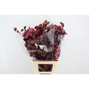 DF Lunaria Bs Bordeaux