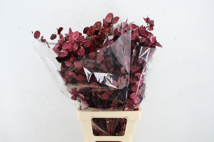 <h4>DF Lunaria Bs Bordeaux</h4>