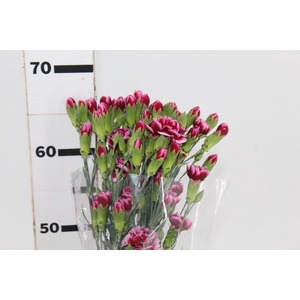 CRAVO SPRAY TANGO 070 CM