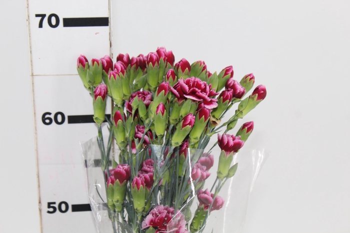 <h4>CRAVO SPRAY TANGO 070 CM</h4>