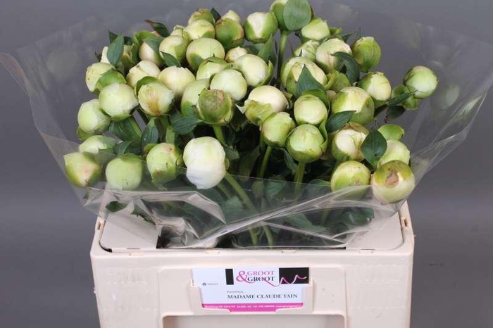 <h4>Paeonia Bridal Shower | Heavy Quality</h4>