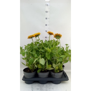 Rudbeckia ...