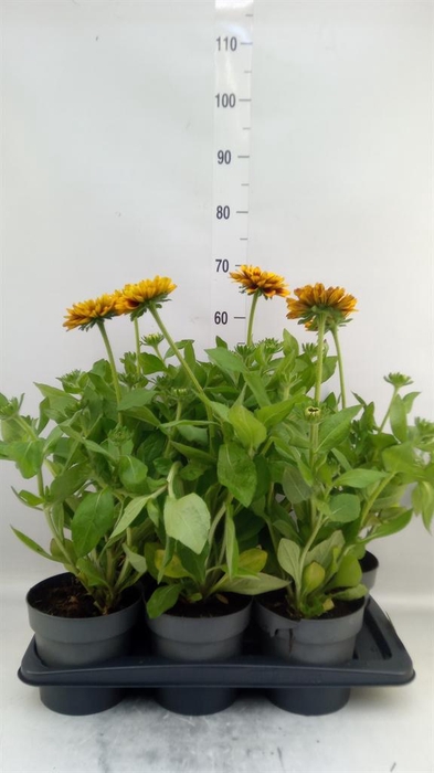 <h4>Rudbeckia ...</h4>
