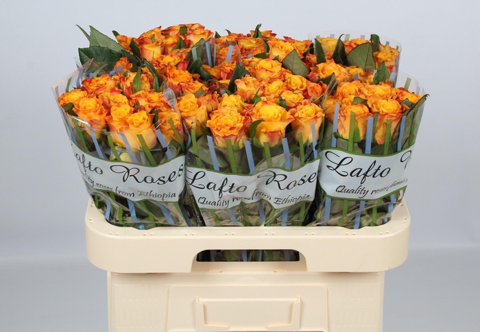 <h4>R GR MARIE-CLAIRE!</h4>