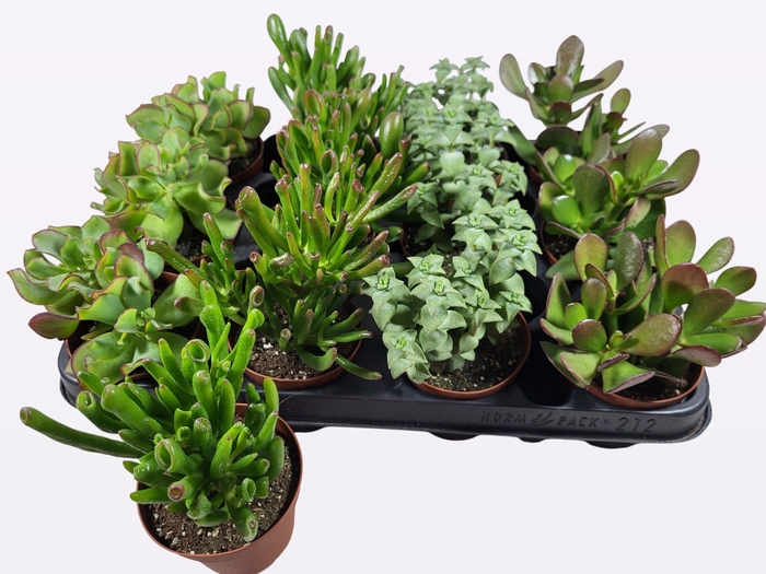 <h4>CRASS OVERIG</h4>