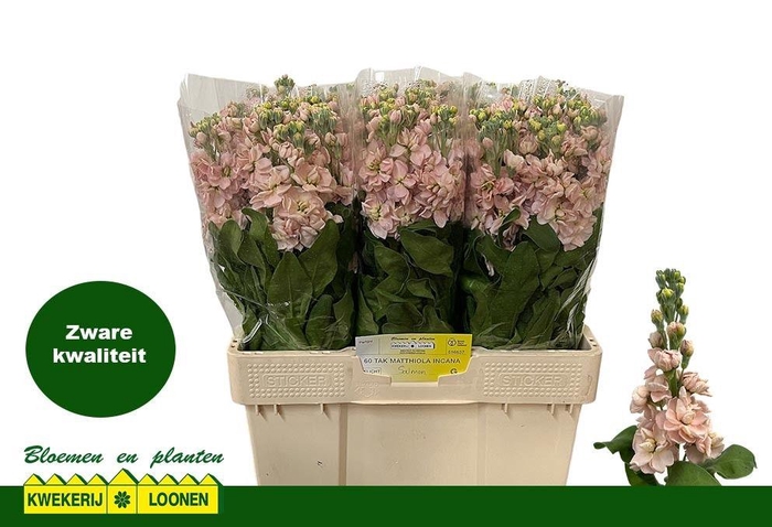 <h4>MATTH MILLA SALMON</h4>