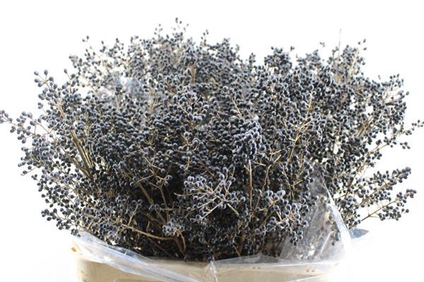 <h4>Liguster Libelle (80cm)</h4>