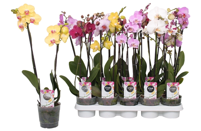 <h4>Phalaenopsis Star Mix, 2-spike 12+</h4>