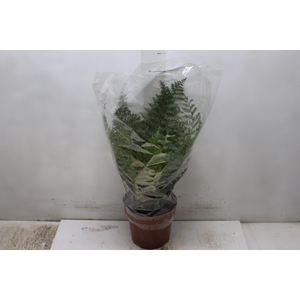 ASPLENIUM PARVATI P17