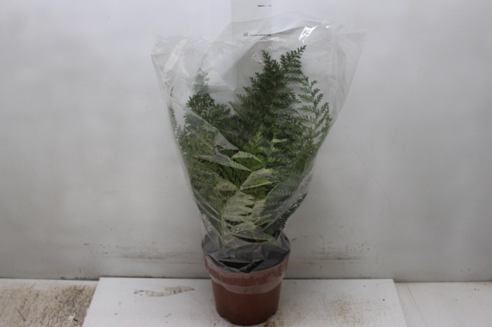 <h4>ASPLENIUM PARVATI P17</h4>
